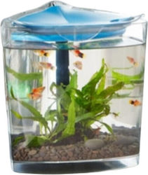Greek Colal Fish Aquarium