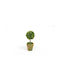 Mini Potted Boxwood Ball 15cm X 6cm St12-t314 0532023