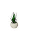Katoikonhome Plastic Pot 6.5 X 12 cm Aloe Plant