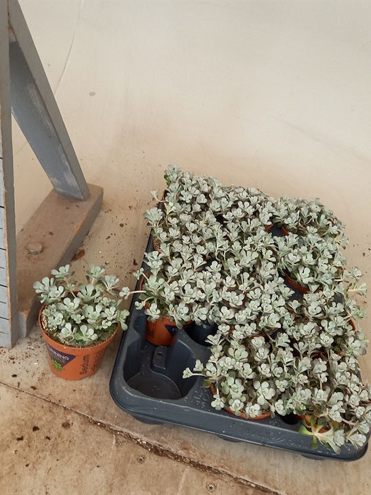 Σέντουμ Sedum Spathulifolium Cape Blanco Σέντουμ Sedum Spathulifolium Cape Blanco
