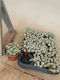Σέντουμ Sedum Spathulifolium Cape Blanco
