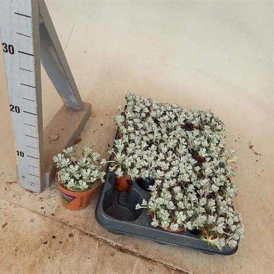 Sedum Spathulifolium Cape Blanco