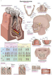 "Dentalanatomie" Chart Erler Zimmer "Dentalanatomie" Chart Erler Zimmer