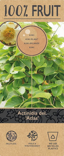 Male Kiwi Atlas