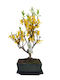 Μπονσάι Forsythia Amabilis