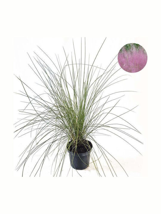 Cortaderia Selloana Rosea Pampas Grass