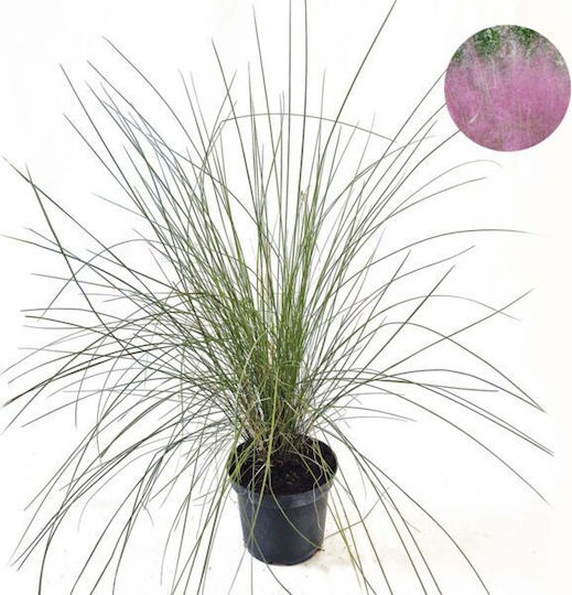 Iarbă de Pampas Cortaderia Selloana Rosea