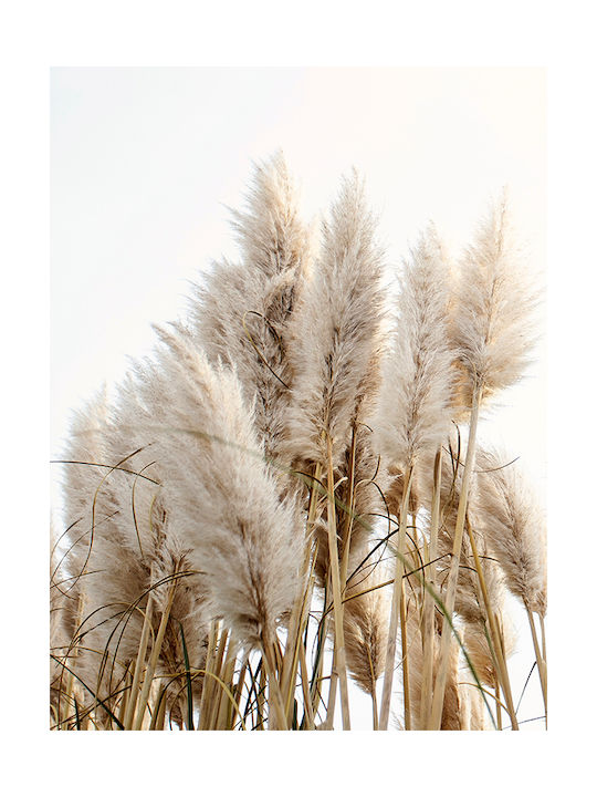 Poster Pampas Grass Pst25101 60cm X 90cm