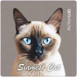 Action Lab Magnet Siamese Cat