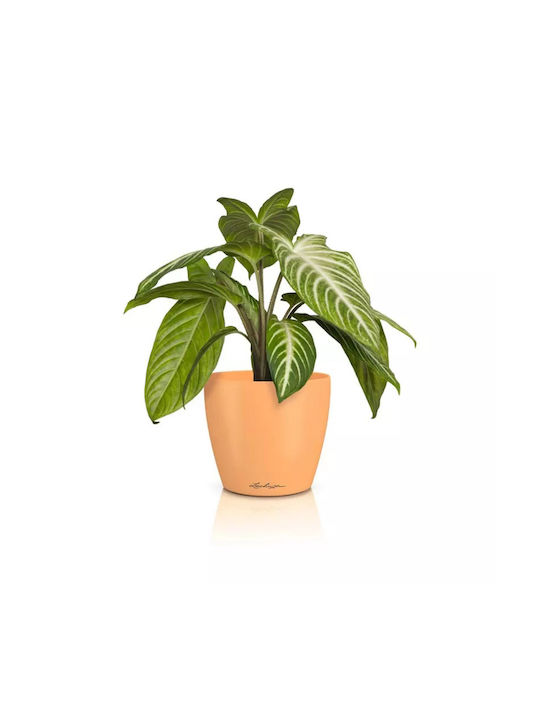 Lechuza Classico Pot Plastic Papaya 15x15x14cm.
