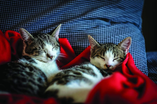 Sofa Cushion Cats Lover 30x30cm