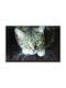 Μαξιλάρι Καναπέ Cat Lover 30x30εκ.