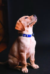 Roll Up Stand Τζάμια Dog Lover Roll Up Stand Τζάμια Dog Lover