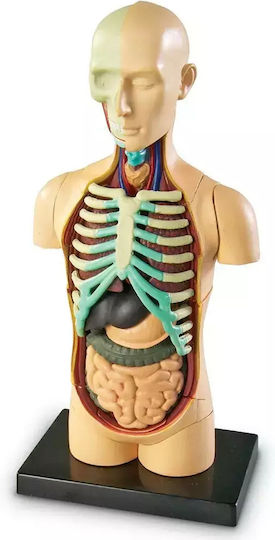 Learning Resources Human Body Εκπαιδευτικό Παιχνίδι Γνώσεων για 8-12 Ετών