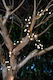 Lightex Hanging Solar Light Garland with Warm White Light 2800K IP44