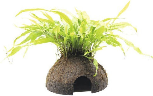 S.i Microsorum Pteropus On Coco