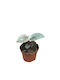Anthurium Luxurians 10.5cm