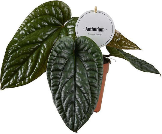 Anthurium Luxurians X Radicans 12 cm