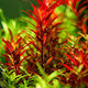 Rotala Rotundifolia Blood Red