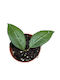 Χόγια Hoya Verticillata Lampung