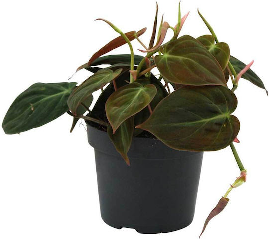 Philodendron 'micans' 12cm
