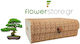 Bonsai Growing Kit Bamboo Κυριαρχήστε Στην Τέχνη Του Μπονσάι