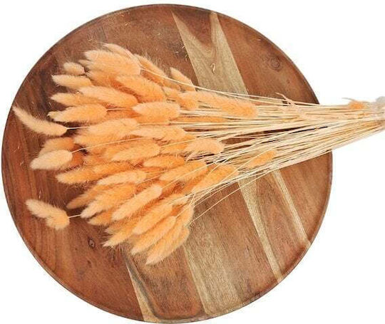 Lagurus Getrocknete Hasenschwänzchen 100 g Lachsfarben
