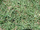 Seeds Scutch Grass 25kg