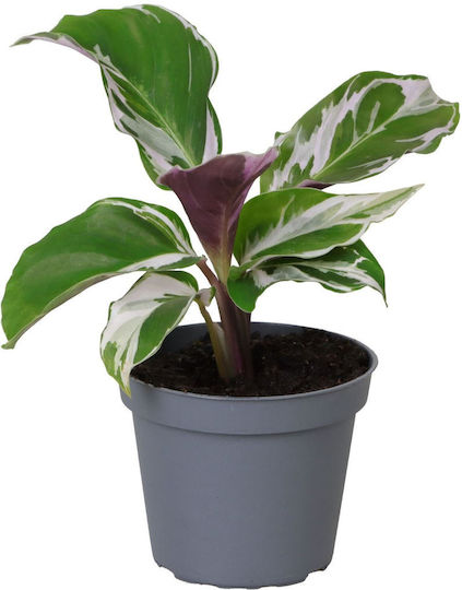 Καλαθέα Calathea White Miracle