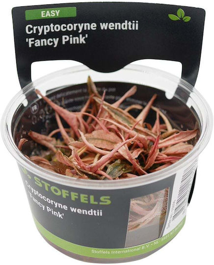 S.i Cryptocoryne Wendtii Fancy Pink In Vitro