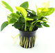 Stoffels Anubias Nana Marmorat
