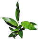 Stoffels Anubias Barteri Var Glabra Variegata