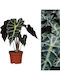 Αλοκάσια Alocasia Polly