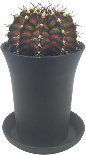 Kaktus "Gymnocalycium T-rex Pink" 15 cm
