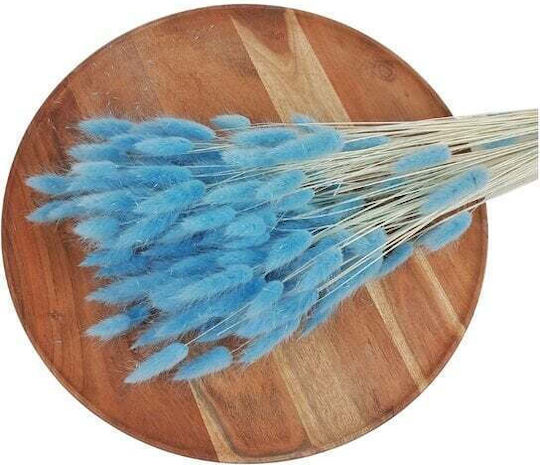 Lagurus Αποξηραμενα Bunny Tails 100 Gr Γαλαζιο