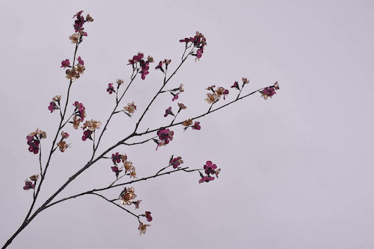 Burgundy Blooming Branch