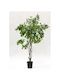 Plantă Ficus Benjamin 240cm Plastic 85% Sârmă 15%