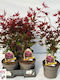 Acer Palmatum Atropurpureum Roșu