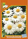 Geniki Fytotechniki Athinon Seeds Daisyς