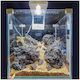 Misirlis Aquarium Acvariu de Pești cu Capacitate de 10lt cu 200x20.5x23cm. Turcoaz