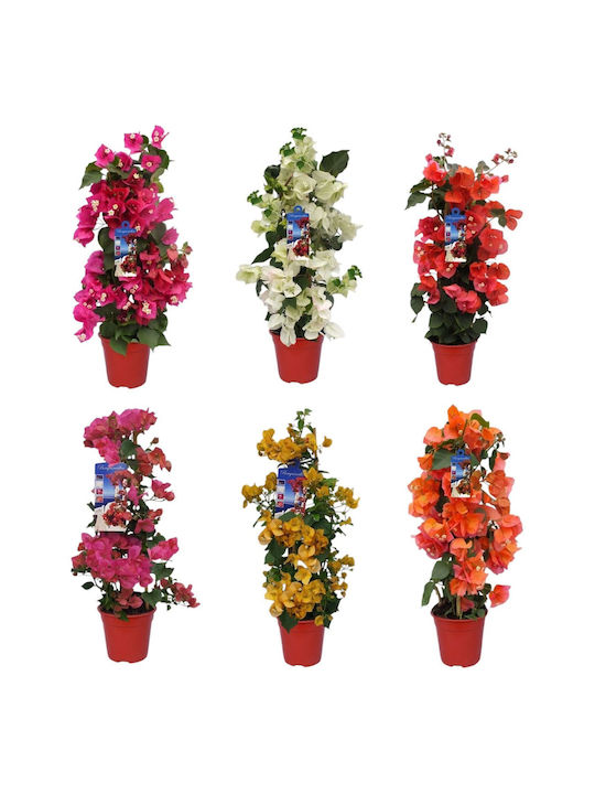Bougainvillea Dania Bambus Pyramide Farb-Mix Bougainvillea Dania Bambus Pyramide Farb-Mix