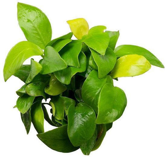 S.i Anubias Barteri Var Nana Goldernin-vitro