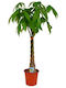 Oem Pachira Aquatica 3 L 60/80