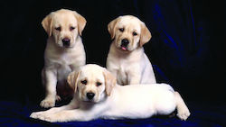 Roll Up Stand Τζάμια Dogs Lover Roll Up Stand Τζάμια Dogs Lover