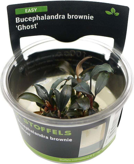 S.i Bucephalandra Brownie 'ghost' In-vitro