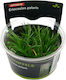 S.i Eriocaulon Polaris In-vitro
