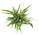 S.i Chlorophytum Bichetii