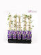 Κληματίδα Clematis Jackmanii
