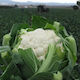 Geniki Fytotechniki Athinon Seeds Cauliflower 2...