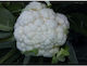 Geniki Fytotechniki Athinon Seeds Cauliflower 2...